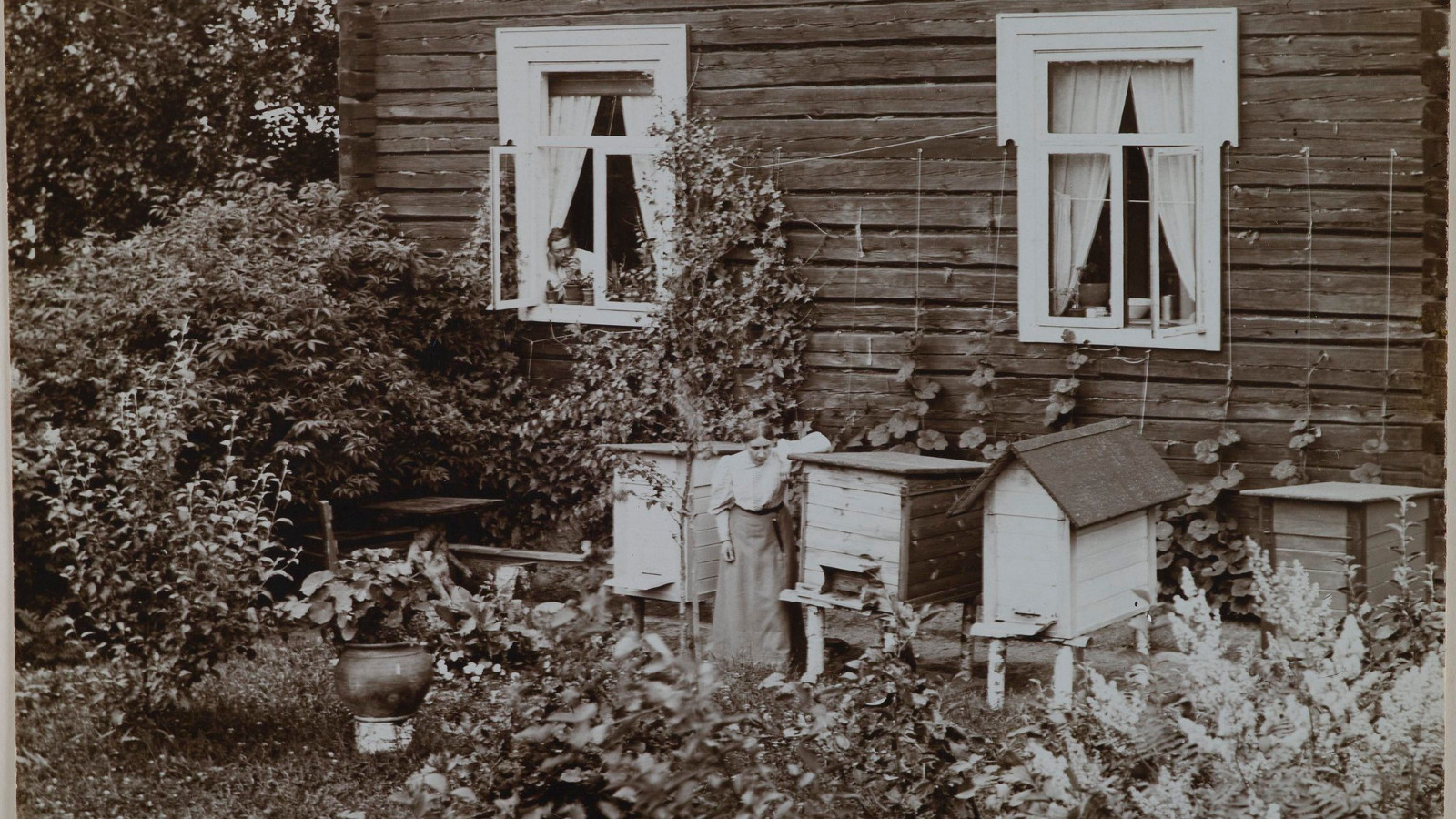 Kuvassa on Gallen-Kallelan hirsitalo ja sen vierellä mehiläispesiä sekä nainen hoitamassa niitä. Kuva on musta-valkoinen.