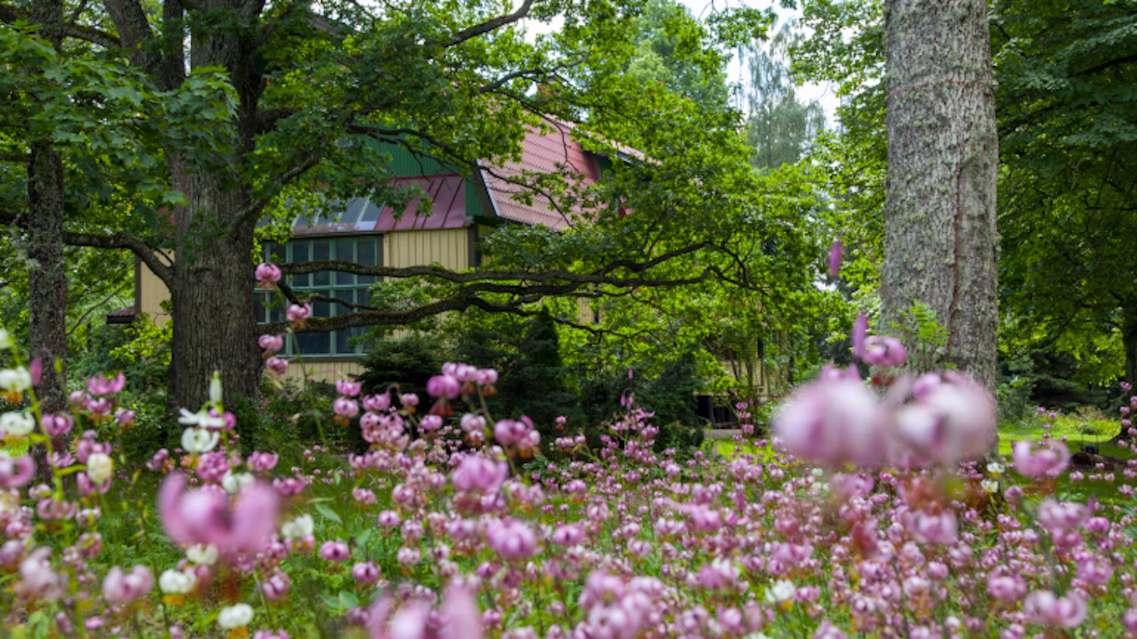 Kuvassa on mansardikattoinen Järnefeltien talo Suviranta.  Sen puutarha on etualalla ja talo näkyy taaempana.  Kuva on otettu kesällä.