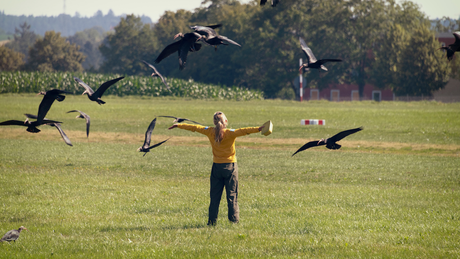 Kuvassa on selin oleva nainen keskellä peltoa kädet auki ylöspäin.  Pään yllä lentää tummia, pitkänokkaisia lintuja.  