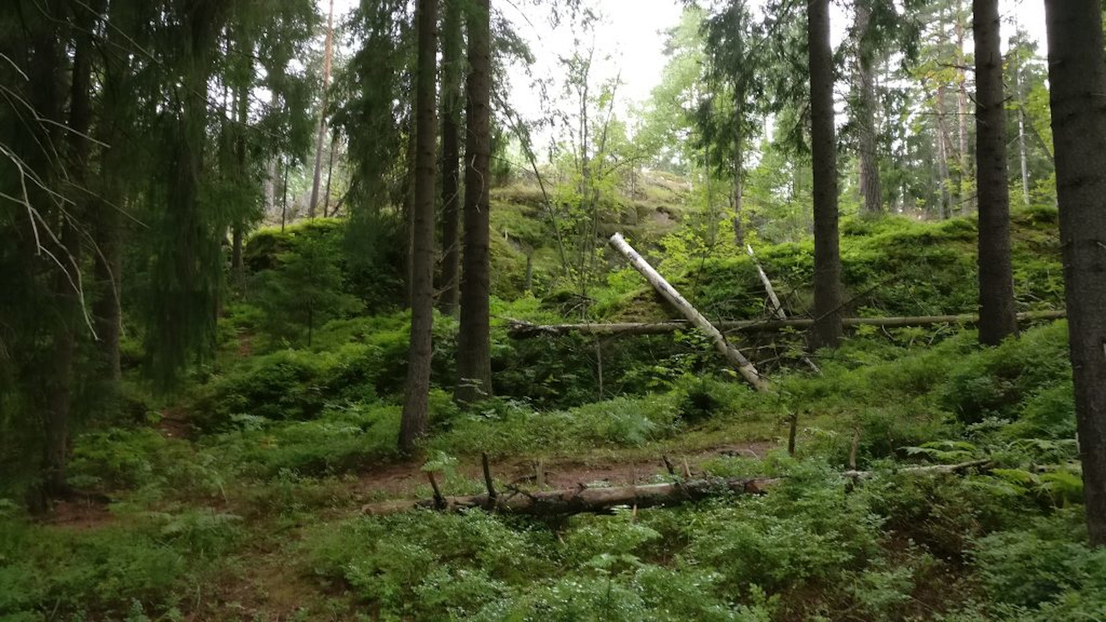 Aarniometsämäistä metsäluontoa, kuvituskuva juttuun Soivat luontosadut .