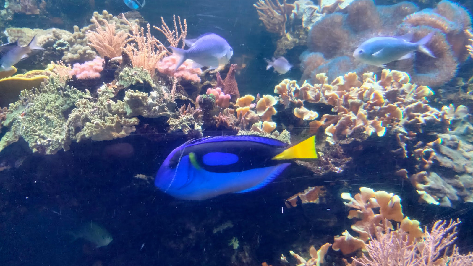 Kuvassa on akvaariassa isompi sinikirjava kala ja taaempana pienempi vaalean sininen kala.