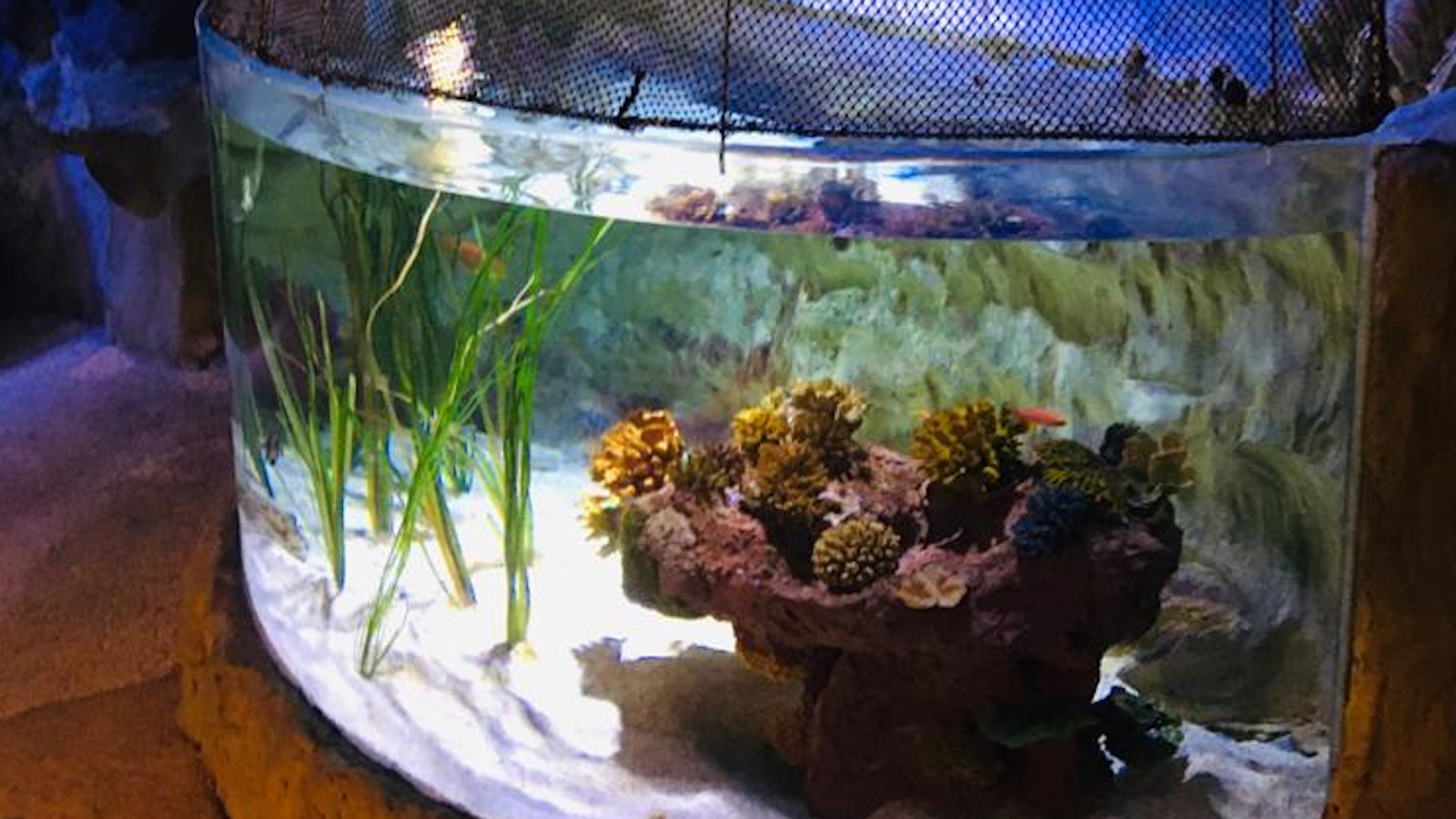 Kuvassa on pienessä akvaariossa ruskean kiven päällä ruskeita kasveja.