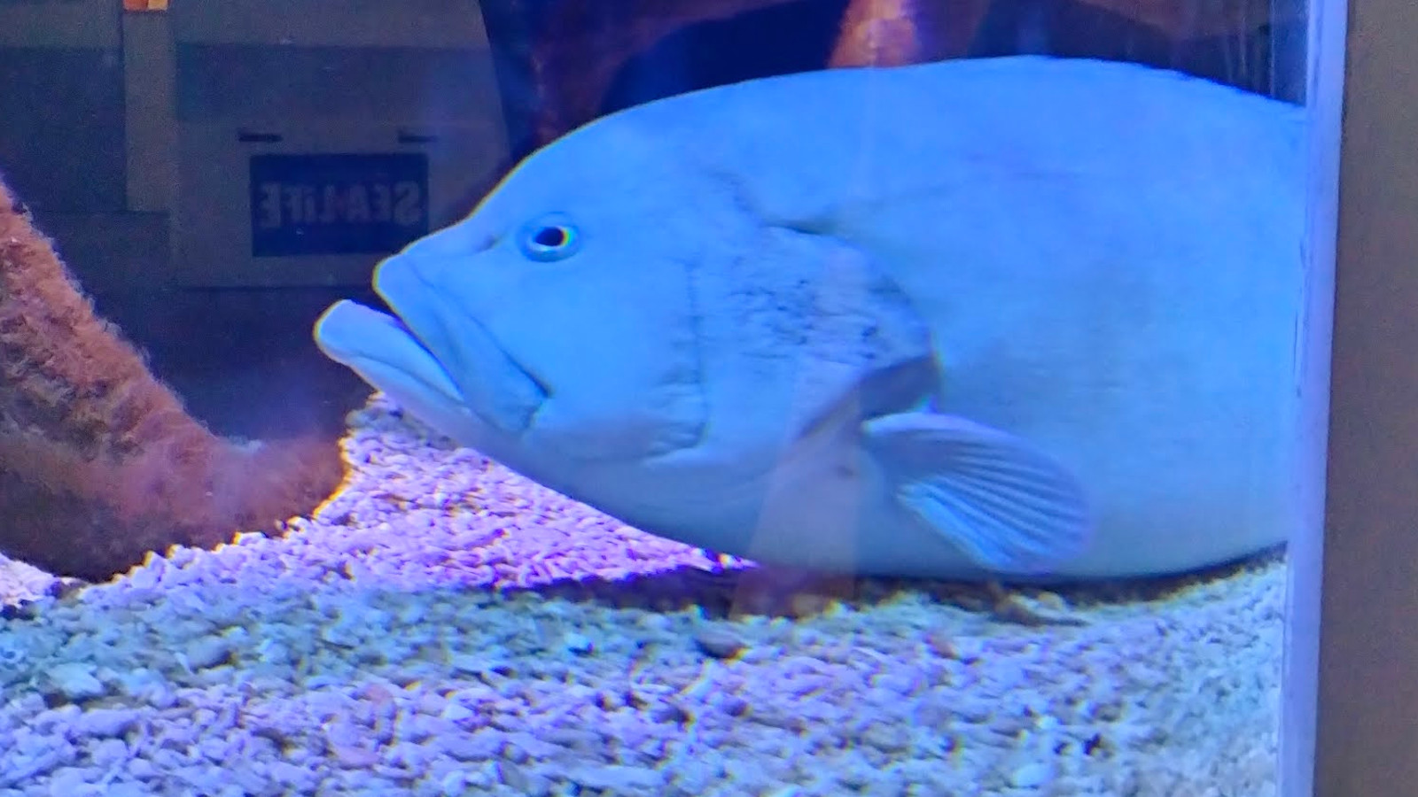 Kuvassa on iso sininen pyöreä kala, joka makaa sinisellä soralla akvaariossa. 