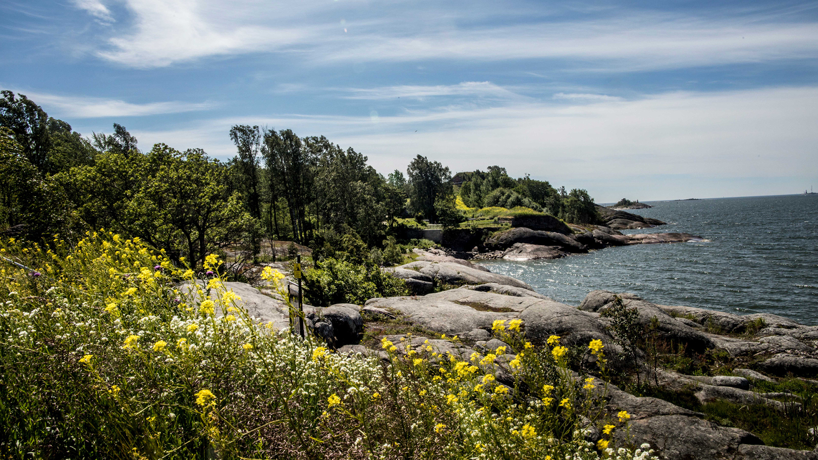 Kuvassa on Vallisaaren rantaa, joka on jonkin verran kivikkoinen ja etualalla on ruohikossa keltaisia kukkia.
