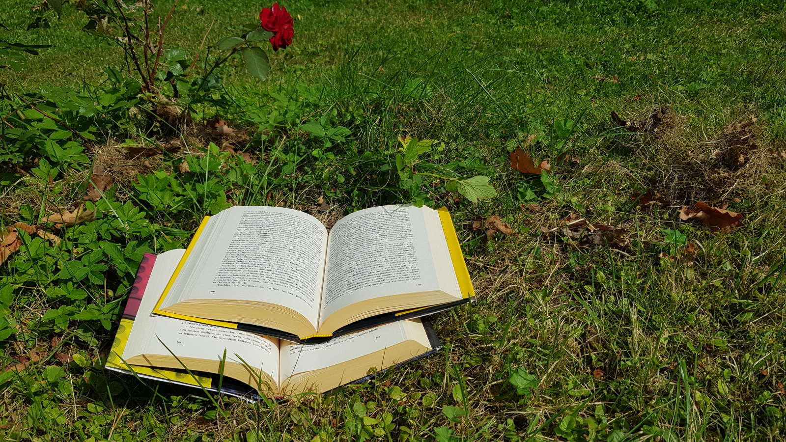 Kuvassa on kaksi kirjaa avoinna nurmikolla ja kuvan ylläosassa on punainen ruusu.