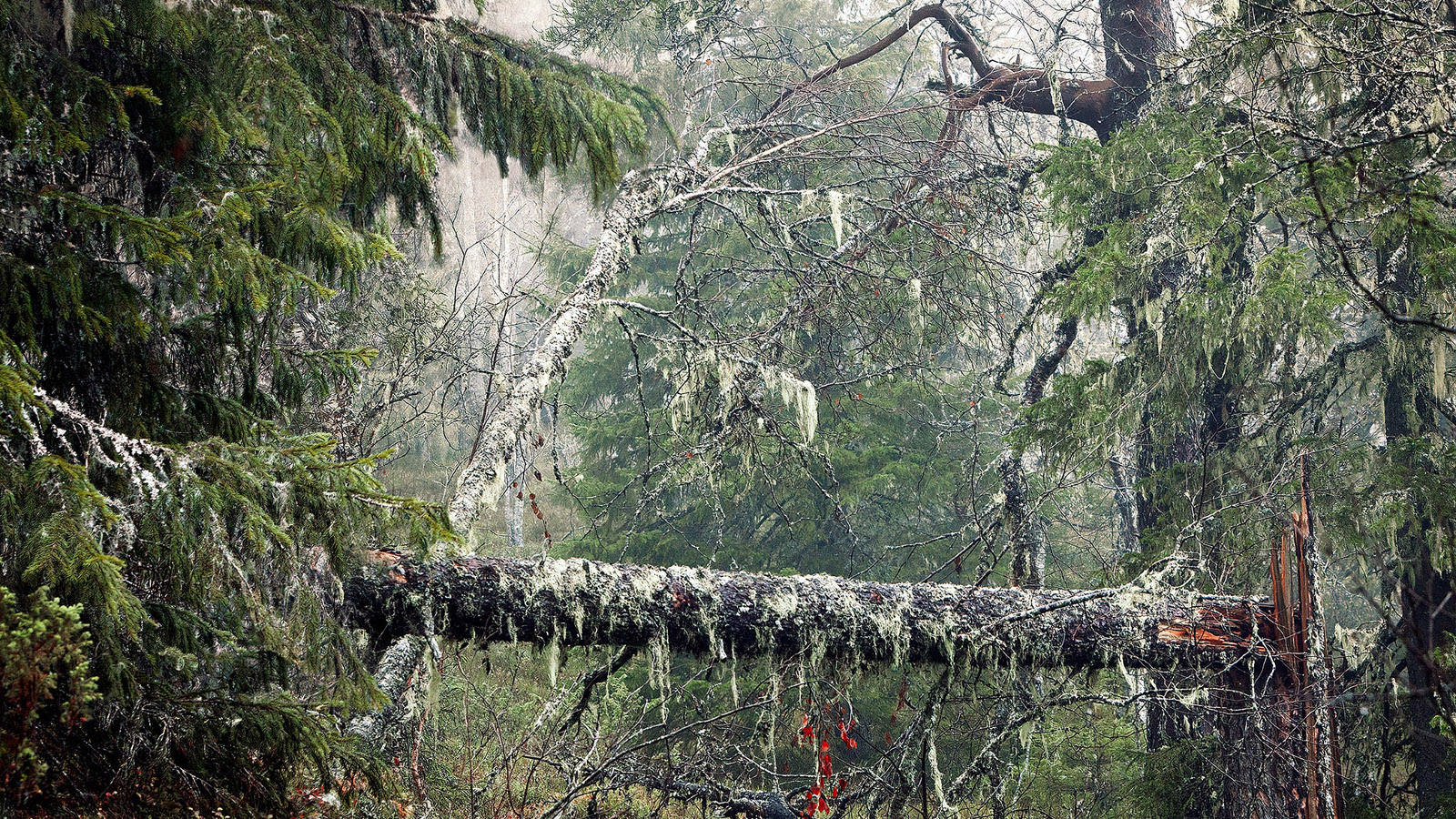 Kuvassa on metsää, jossa on keskellä kaatunut puu ja taaempana konkelossa oleva lahopuu. Vasemmalla on kuusenoksia.