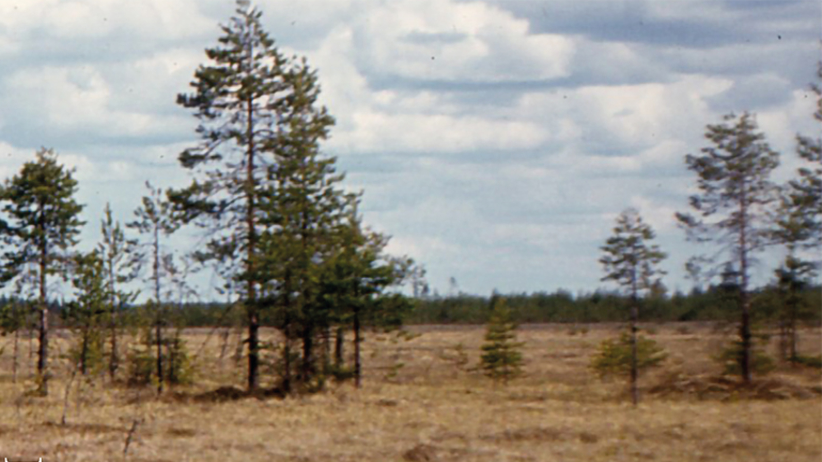 Kuvassa on osa kirjan kannesta ja siinä on suomalaista suomaisemaa.