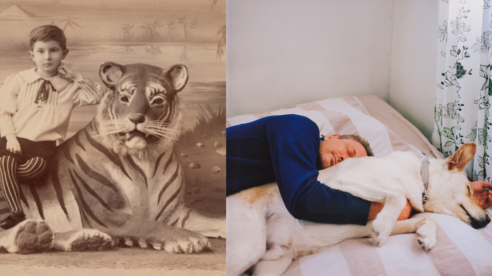 Kuvassa on pikkupoika joka istuu tiikeri vieressään.  Toisessa kuvassa on mies nukkumassa sängyssä lakanoiden välissä ja hänen vieressään on valkoinen suuri koira.