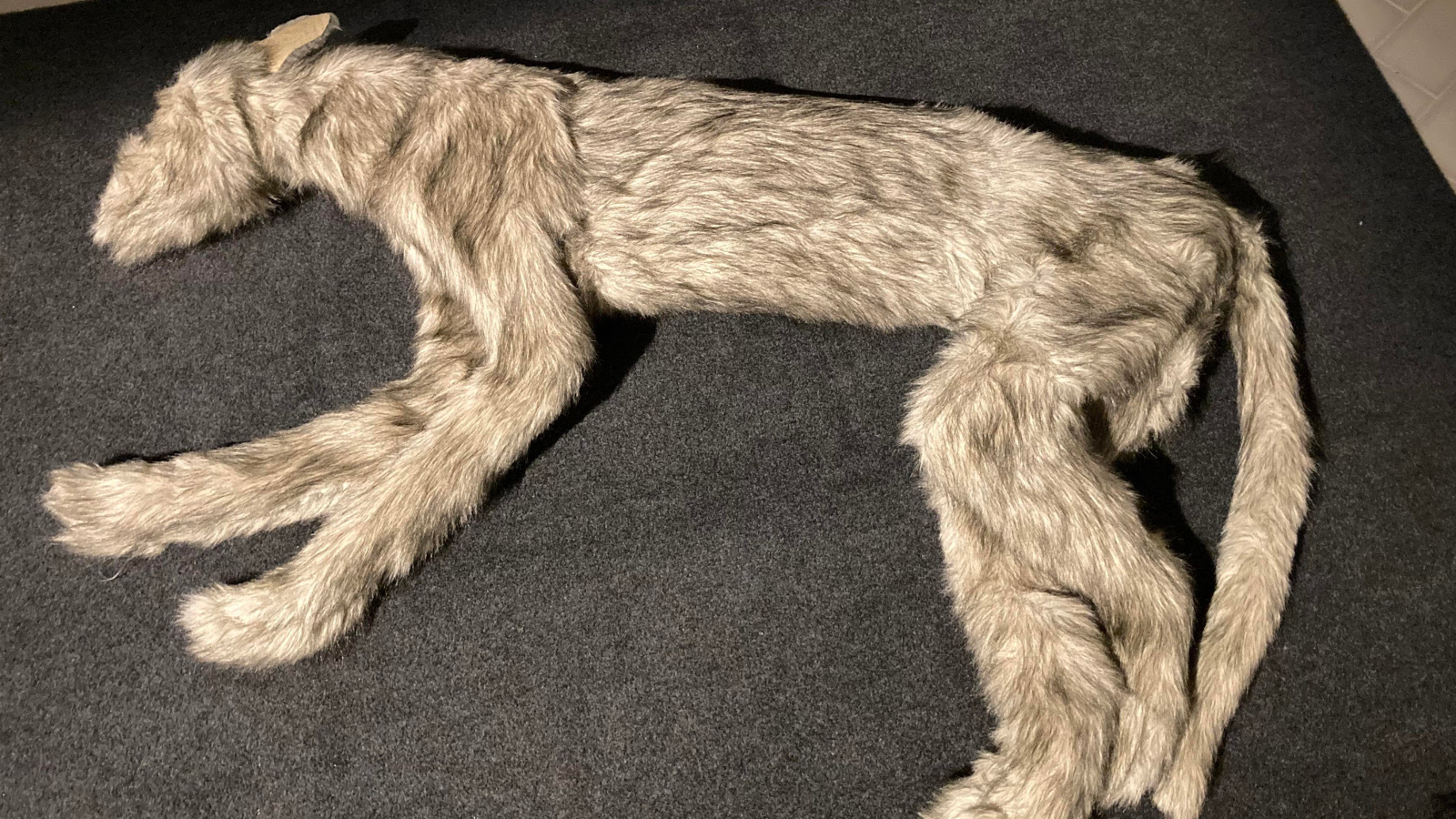 Kuvassa on lattialla vaalean harmaa karvainen makaava koira.