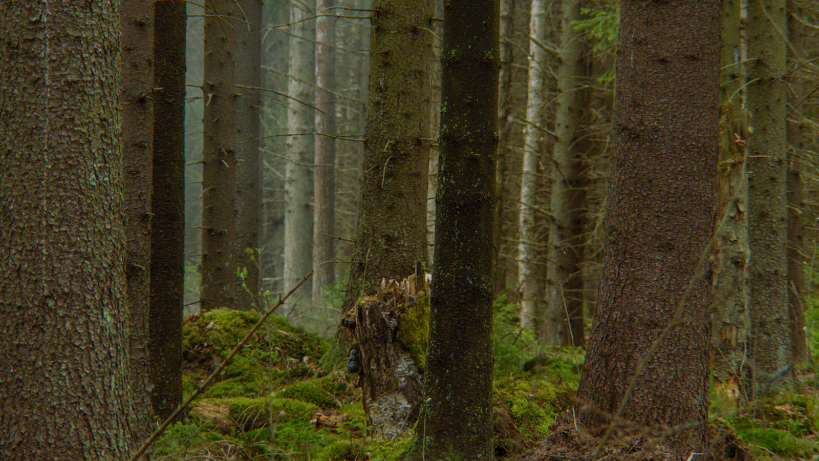 Kuvassa on vihreässä metsässä männyn runkoja.