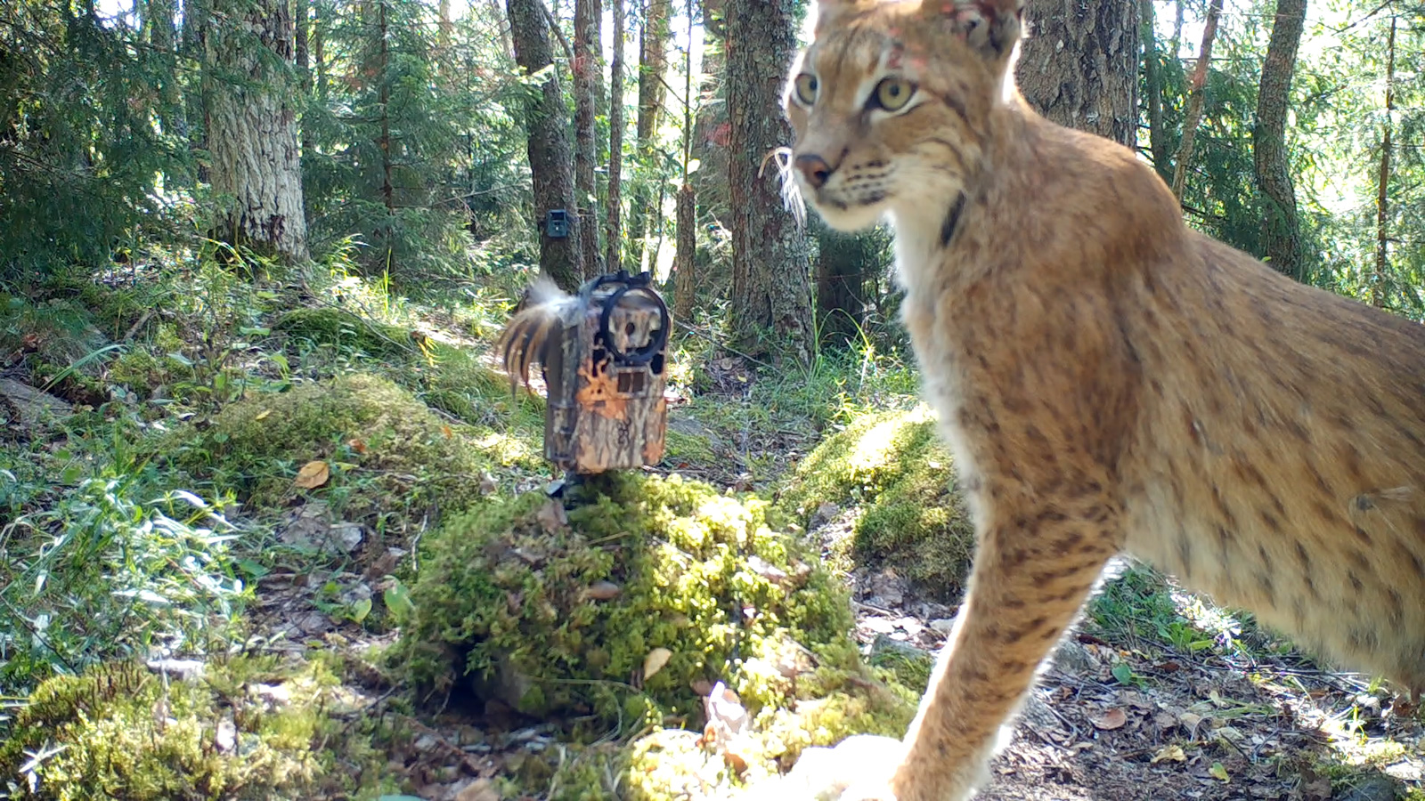 Kuvassa on oikealla edessä ilves seisomassa etujaloillaan. Taustalla on metsää ja kaksi hirven kalloa.