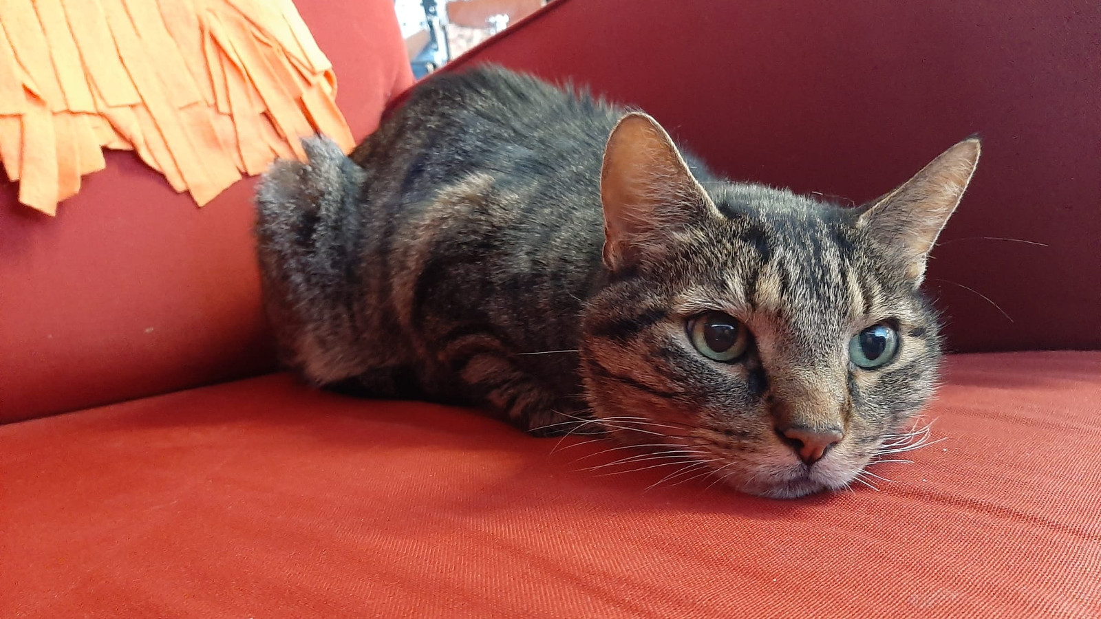 Kuvassa on harmaa raitainen kissa makaamassa rusken oranssilla tekonahkaisella sohvalla.