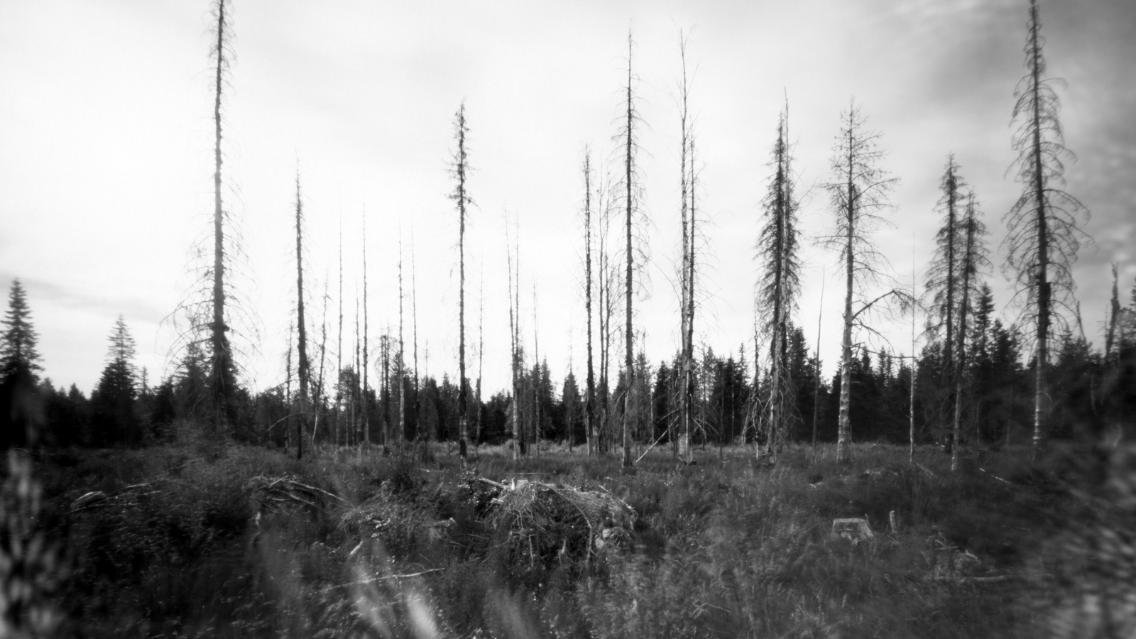 Kuvassa on harvaa metsää ja kuva on musta-valkoinen.
