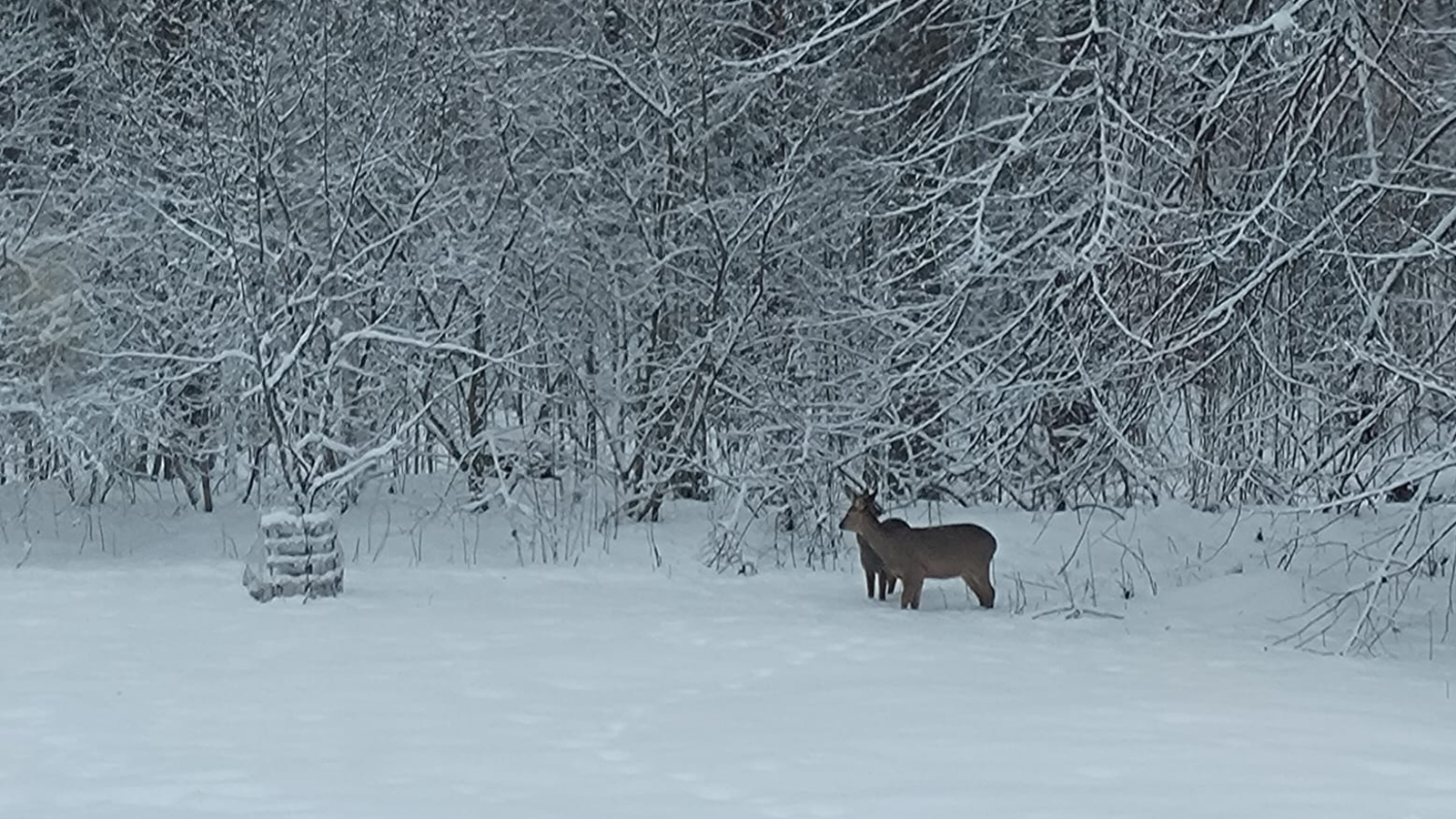 Kuvassa on valkoisia lumisia oksia puissa ja pensaissa. Niiden edessä on oikealla kaksi kaurisa, jotka katsovat pihapuuta, jossa on jalustassa verkkoa.  Etualalla valkoista hankea. 