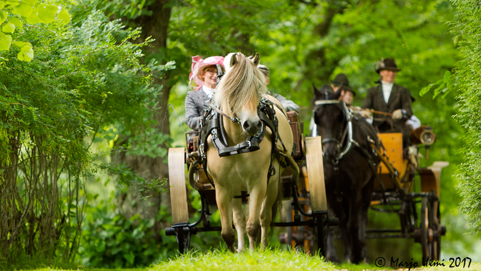 Kuvassa on kahden hevosvaunut, joista ensimmäisessä on valkoinen hevonen vaunuissa näkyy vaaleanpunaiseen lierihattuun pukeutunut nainen. Taustan hevonen on tumma. Ympäristössä on vihreää puustoa.