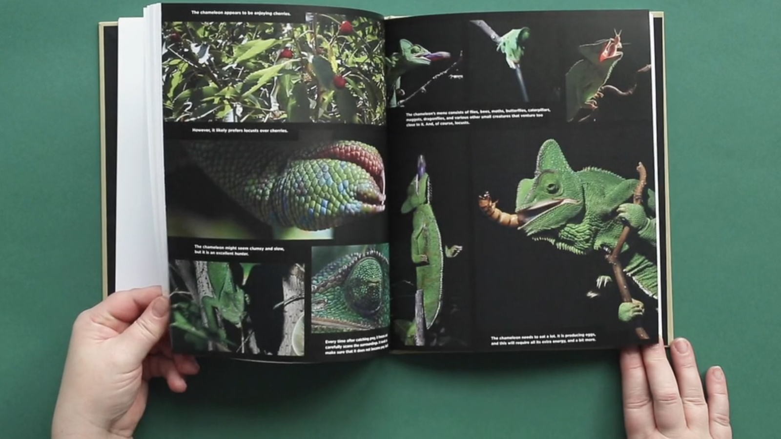 Kuvassa on kirja avoinna ja alla on kädet pitämässä molempien sivujen alalaidoista kiinni. Kirjasta näkyy vasemmalla kuvia, joissa on kuvia jemeninkameleontista ja idänkulkusirkasta sekä pensaan lehtiä. Tausta onn vihreä.