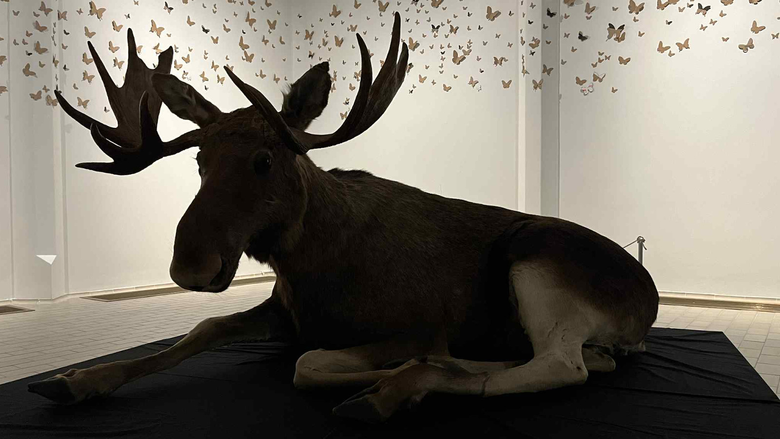 Kuvassa on tumma hirvi makaamassa lattialla. Yllä on pieniä hopeapalloja ja tausta on vaalea.