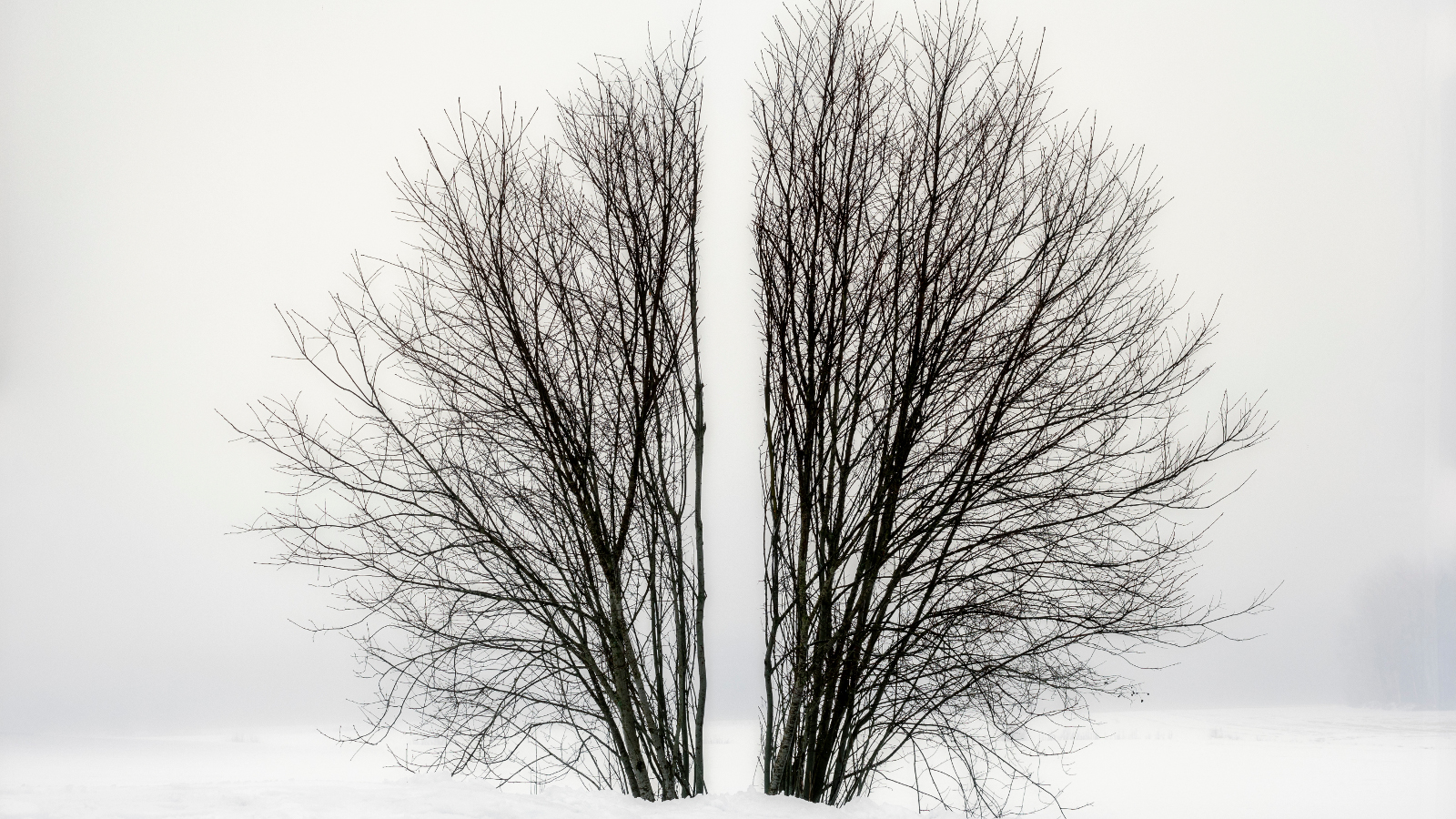  Kuvassa vaalean harmaalla pohjalla lehdetön, musta pensas puolesta välistä halki. 