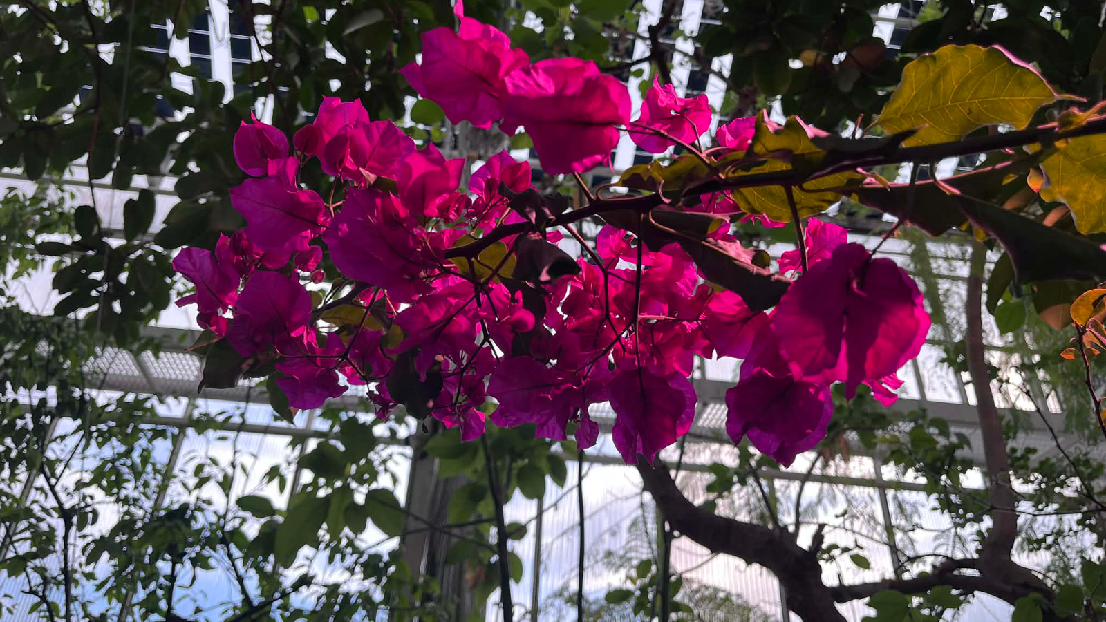 Kuvassa on punaisia kukkia pensaan yläoksilla ja taustalla on viherkasveja lasiseinissä sekä katossa. 