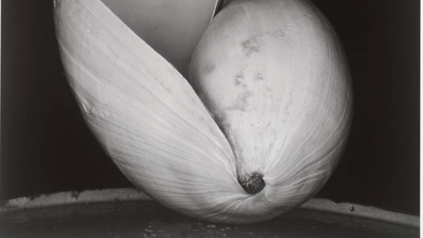 Kuvassa on Edward Westonin Shells'valokuvasta osa, jossa on simpukan alaosa.  Kuva on musta-valkoinen.
