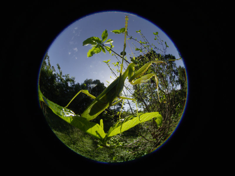 Yöperhoset, Heureka