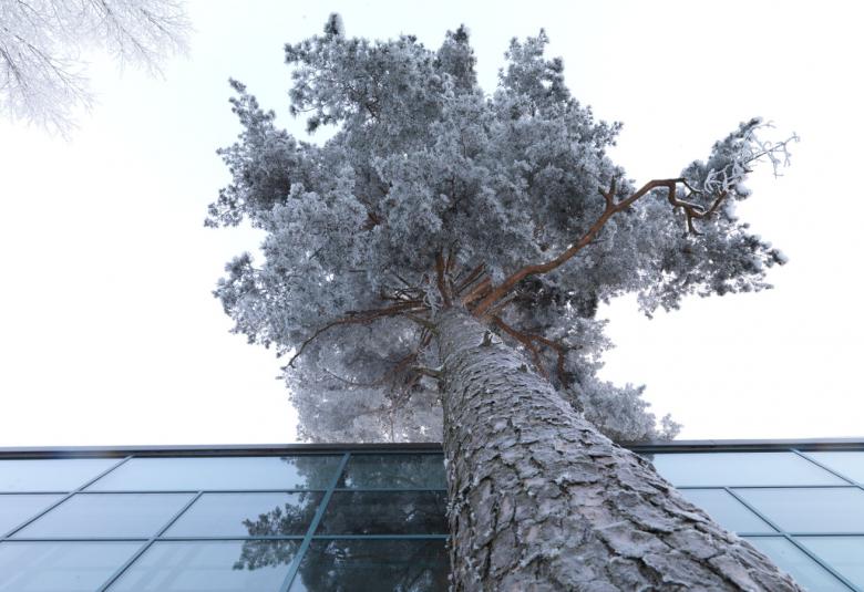 Kuvassa on yläviistossa oleva männyn runko ja latvus.  Alhaalla on EMMA -museon lasiseinää. Kuvan sävy on harmaahko.