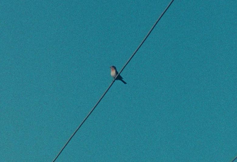 Kuvassa on langalla istuva pikkulintu kuvattuna alhaalta päin ja takana on sininen taivas koko kuva-alalla.