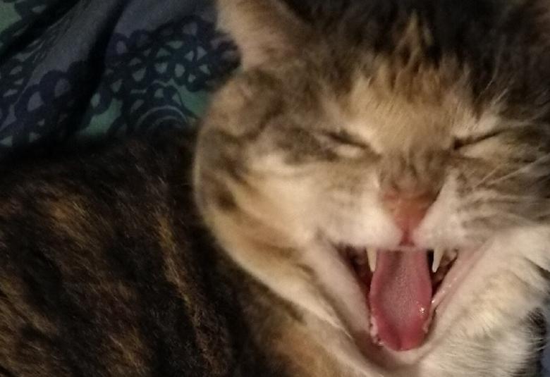 Kuvassa on ruskea-harmaa raitainen kissa, joka venyttelee ja siinä näkyy kissan kasvot kielineen.