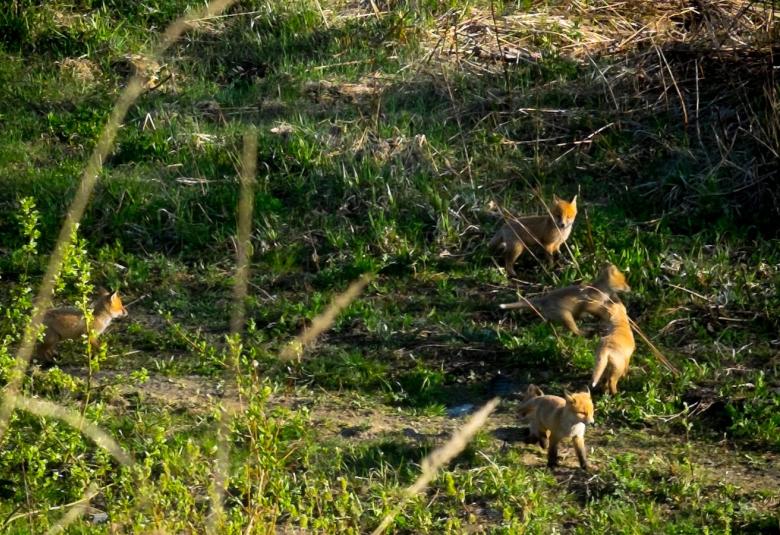 Kuvassa on vihreän metsän keskellä kettuperhe.