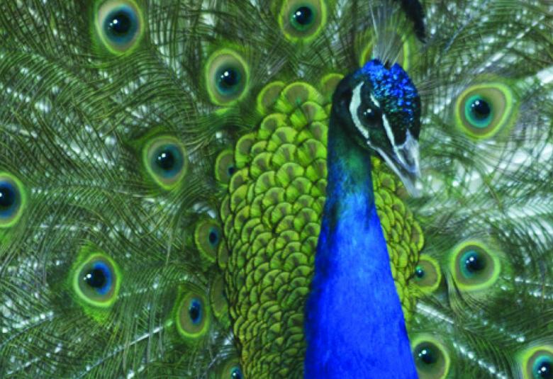 Kuvassa on riikinkukon sininen pää ja kaula sekä riikinkukon vihreät sulat takana.