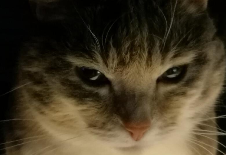 Kuvassa on vaalean ruskea kissan naama.