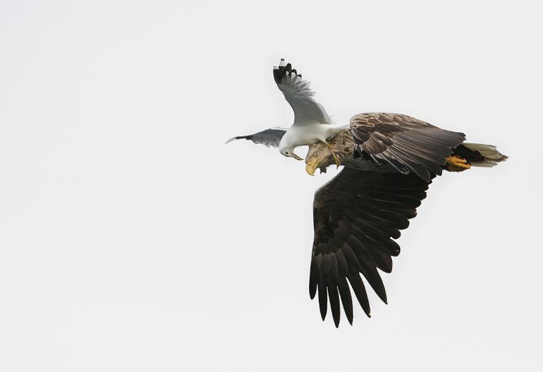 Kuvassa on kotka, jonka pään päällä on kalalokki. Tausta on valkoinen.