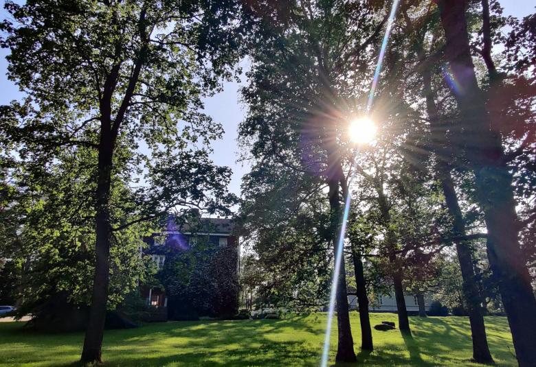 Kuvassa on kesäisen vihreää Harjun hovin puistossa ja aurinko paistaa kirkkaasti keskellä kuvaa. 