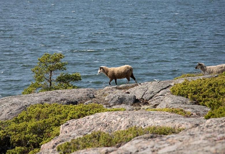 Kuvassa on kaksi lammasta kävelemässä kalliolla ja taustalla on merta.