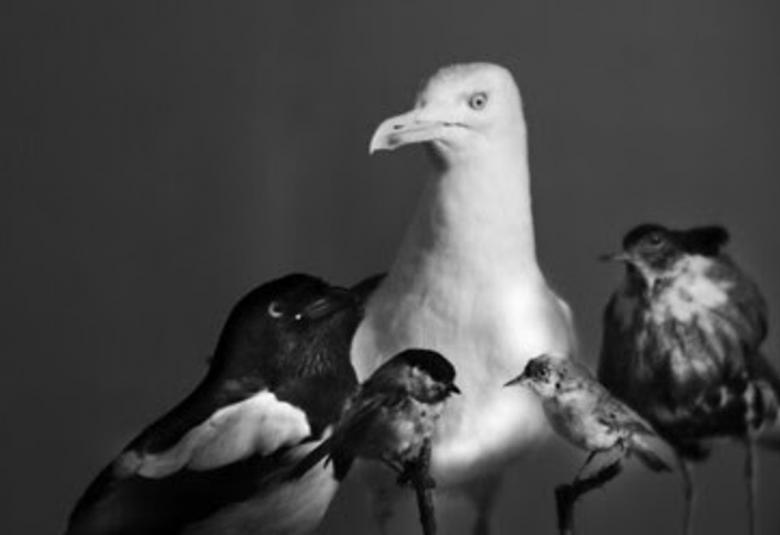 Kuvassa on keskellä valkoinen lokki ja ympärillä pieniä harmahtavia lintuja. Kuva on musta-valkoinen ja tausta on musta.