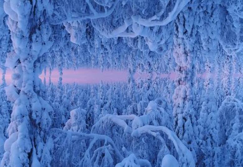 Kuvassa on sinertävän punaista lumimaisemaa, jossa näkyy kuusien latvoja.