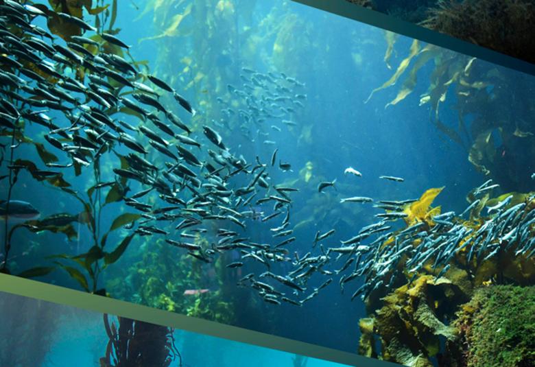 Kuvassa on meressä uiva kalaparvi ja se on vinosti osana kirjan kantta. Ala- ja yläkulmissa on sinisiä vedenalaisia kuvia.