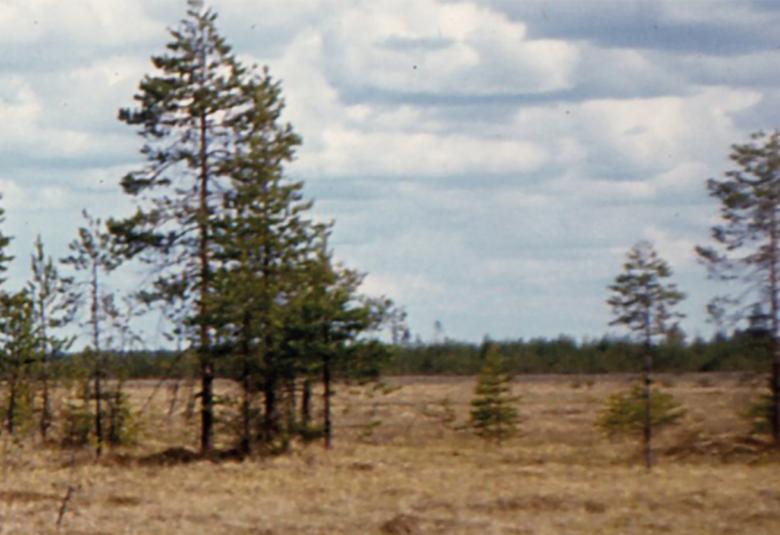 Kuvassa on osa kirjan kannesta ja siinä on suomalaista suomaisemaa.