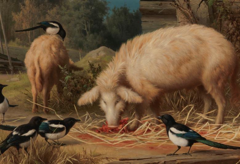 Kuvassa on hirsirakennuksen nurkalla syömässä kaksi sikaa ja ympärillä on neljä harakkaa.