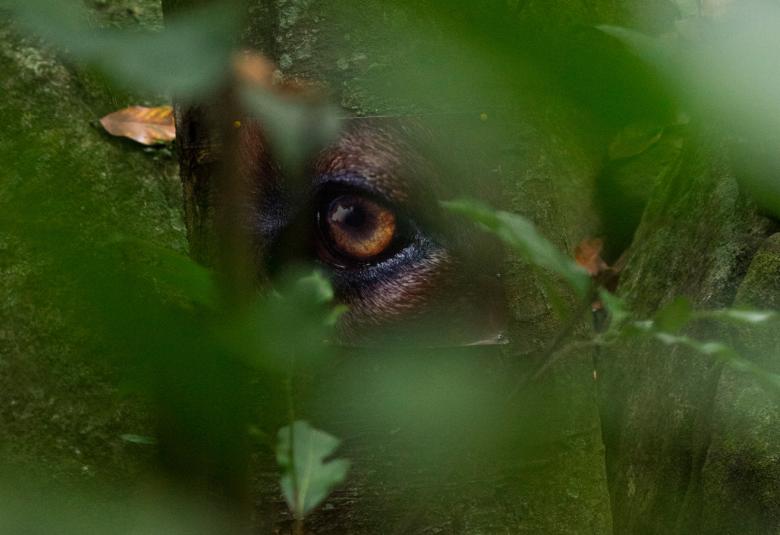 Kuvassa on vihreiden lehtien keskeltä näkyvä eläimen silmä.