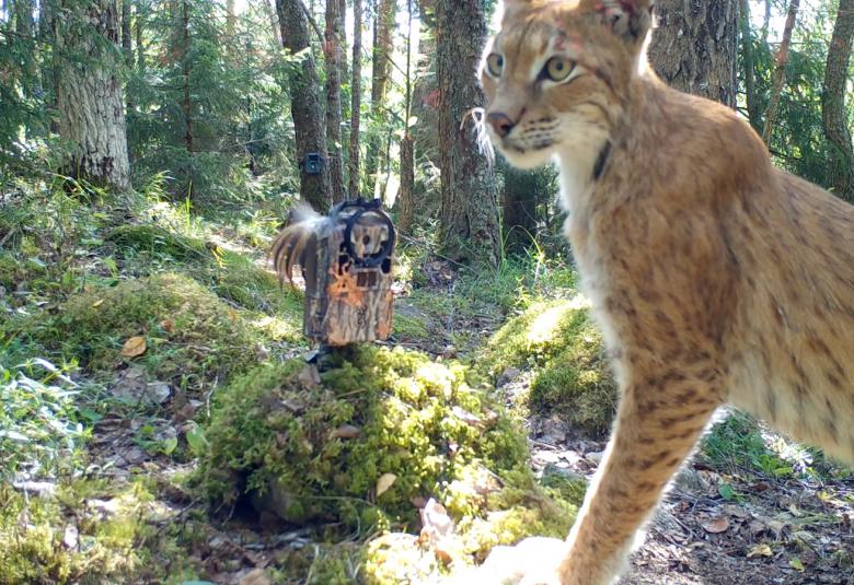 Palkittu dokumenttielokuva Ilveskuiskaaja elokuvateattereihin 1.9.   