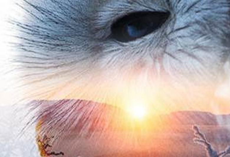 Kuvassa on osa Tapiola Sinfoniettan julisteesta. Siinä on osa pöllön päästä sivuttain ja sen päällä on auringonlaskua. Värit ovat sinharmaata ja auringon väriä. Läpi näkyy tunturimaisemaa.