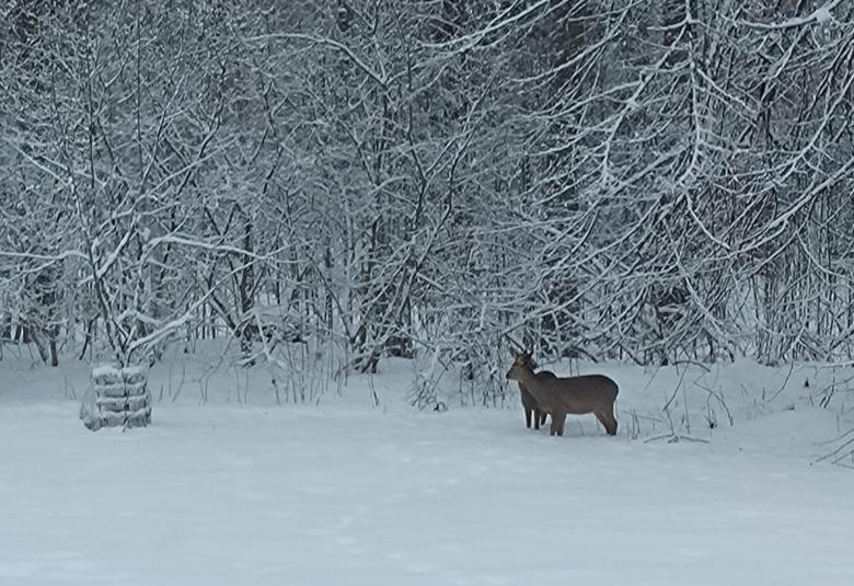 Kuvassa on valkoisia lumisia oksia puissa ja pensaissa. Niiden edessä on oikealla kaksi kaurisa, jotka katsovat pihapuuta, jossa on jalustassa verkkoa.  Etualalla valkoista hankea. 