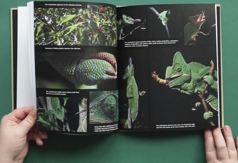 Kuvassa on kirja avoinna ja alla on kädet pitämässä molempien sivujen alalaidoista kiinni. Kirjasta näkyy vasemmalla kuvia, joissa on kuvia jemeninkameleontista ja idänkulkusirkasta sekä pensaan lehtiä. Tausta onn vihreä.