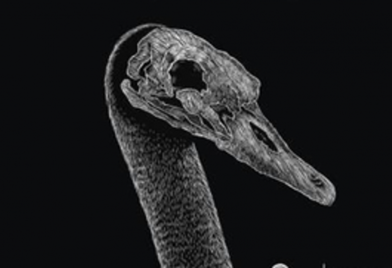 Kuvassa on mustalla pohjalla hanhilinnun harmaa kaula ja pää. Kuva on osa kirjan kannesta.