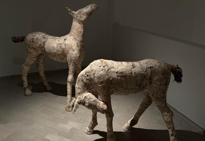 Kuvassa on kaksi varsaa ja vasemman puoleinen pitää päätään ylhäällä.  Etummainen pn taivuttanut päätään alaspäin. Tilassa on puolivalaistus.