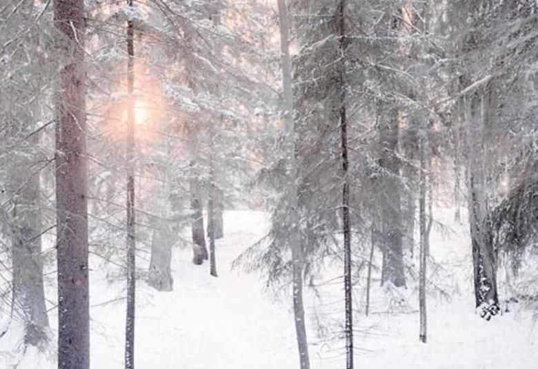 Kuvassa on talvistä kuusimetsää ja puiden läpi heijastuu auringon valoa keskeltä.