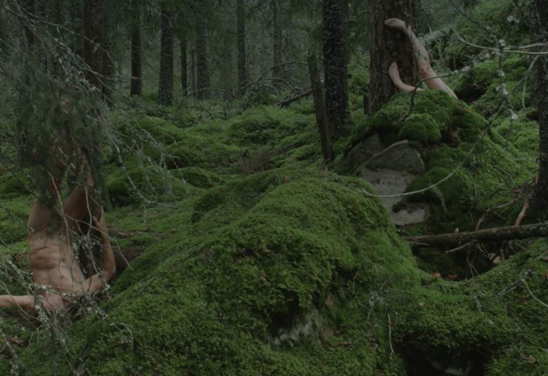  Kuvassa on tumman vihreää metsää ja maassa on tummaa kasvillisuutta sekä edessä on maassa kaatunut puu.  Se on kasvillisuuden peittämä.