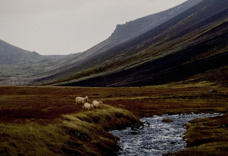 Kuvassa on islantilaista tunturimaisemaa. Siinä on kauempana tunturia, jossa oin laaksoa ja etualalla tasanteella on leveä puro. Värit ovat tumman vihreää.