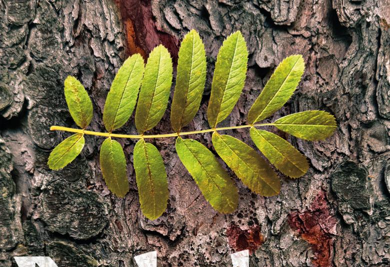 Kuvassa on harmaata puunrunkoa vasten poikittain vihreä pihlajan lehti. Kuva on osa kirjan kannesta. 